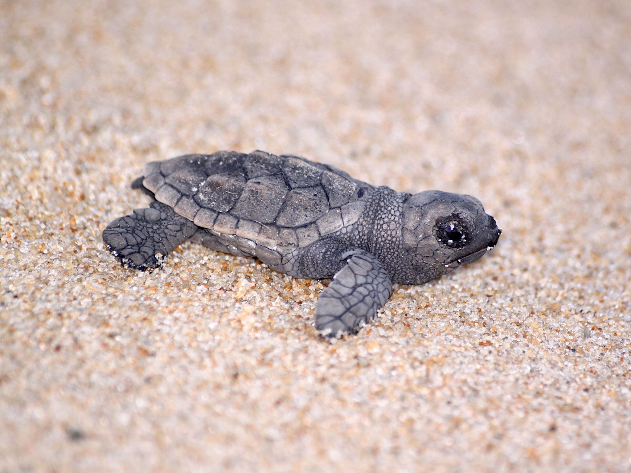 Uma imagem impressionante