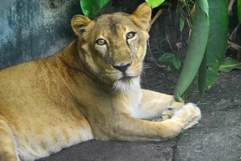 Homem morre após invadir jaula de leoa, em João Pessoa