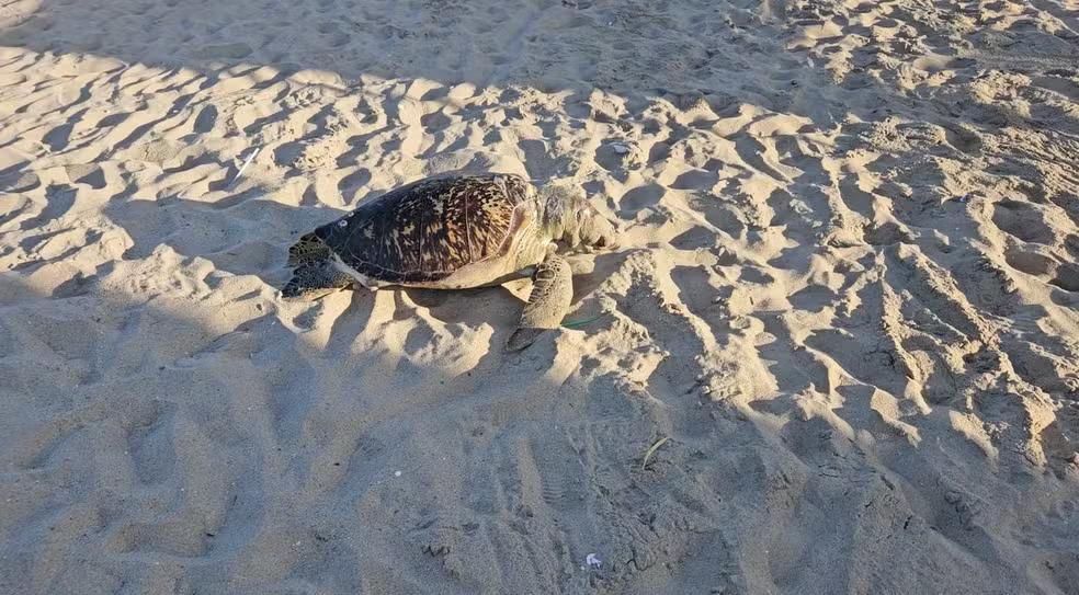 Uma imagem impressionante