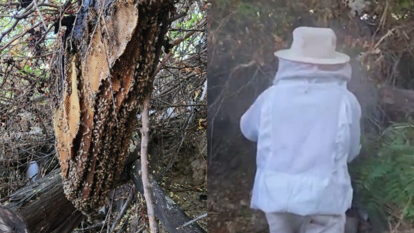 Uma imagem impressionante